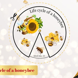 LIFE CYCLE of a HONEYBEE Wheel - Busy book activity Montessori learning Visual learning Educational games Printable file Preschool activity