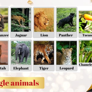 JUNGLE DIEREN (echte foto's) - 24 afdrukbare flashcards-Jungle nomenclatuur-Montessori - Educatieve kaarten-dieren woordenschat-digitale PDF