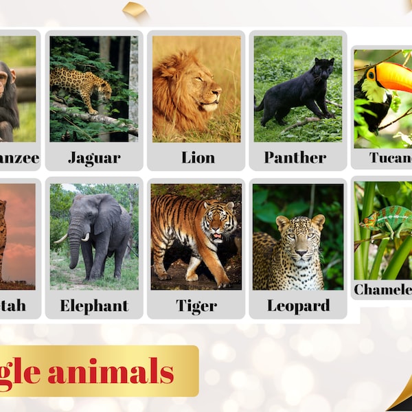 JUNGLE ANIMALS (real pictures) - 24 Printable flashcards-Jungle Nomenclature-Montessori - Educational cards-Animals vocabulary-Digital PDF