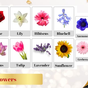 FLOWERS FLASHCARDS - 48 Printable flashcards Flowers botany Nomenclature Montessori cards Educational cards Botany vocabulary Digital PDF