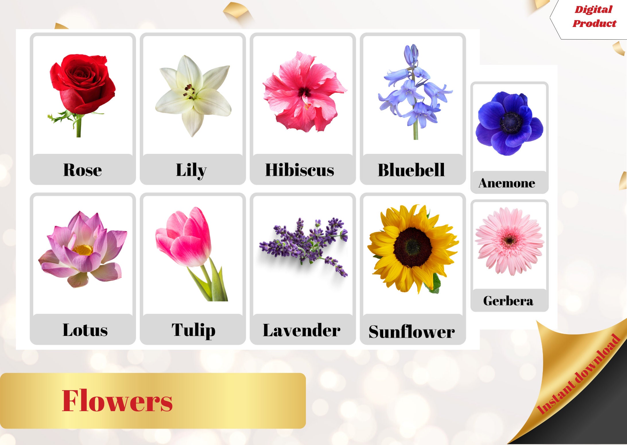 FLOWERS FLASHCARDS - 48 Printable Flashcards Flowers Botany Nomenclature  Montessori Cards Educational Cards Botany Vocabulary Digital PDF - Etsy, image size:2185x1550