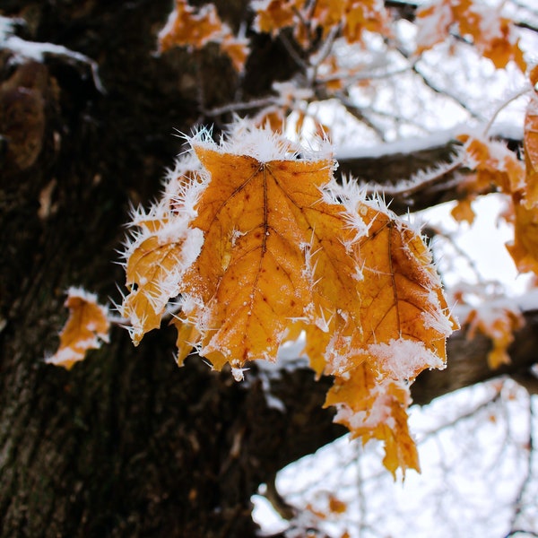 Autumn Leaves Covered in Snow, digital download