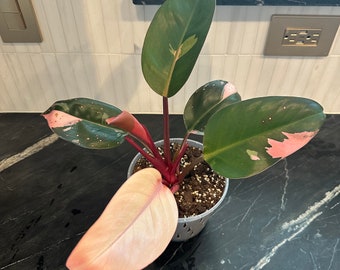 Variegated red Congo philodendron US SELLER