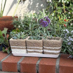 May include: Three small succulent plants in brown and white striped knitted pots, sitting on a white tray on a brick wall.