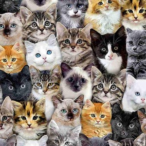 Fabric Packed Mixed Breeds CATS  Timeless Treasures Quilt Cotton 8417
