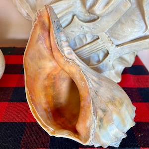 May include: A large, natural seashell with a warm, orange-brown interior and a textured, off-white exterior. The shell is positioned against a red and black plaid background, suggesting a decorative or collectible item.