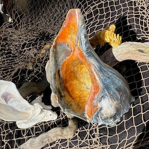May include: A large conch shell with a smooth, iridescent interior featuring vibrant shades of orange, yellow, and deep blue. The exterior of the shell displays a textured, weathered surface with muted gray and brown tones, resting near a smaller white shell.