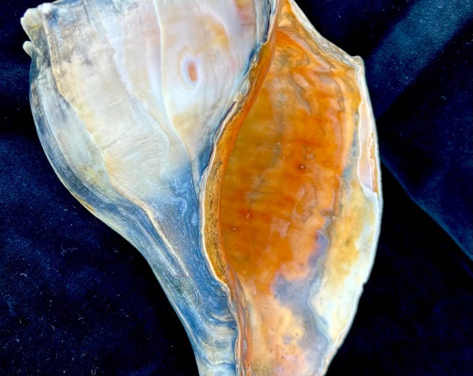 HUGE Nearly 10” Blue, Gray and Colorful Atlantic Knobbed Whelk Shell ...