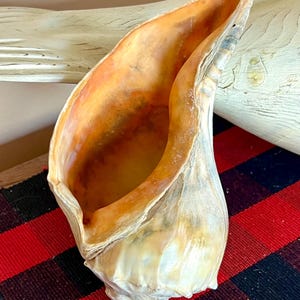 May include: A large, natural conch shell with a cream and tan exterior and a warm orange interior. The shell is positioned on a red and black plaid surface, with a piece of driftwood in the background. The shell's spiral shape is clearly visible.
