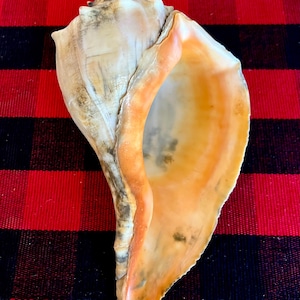 Old XLarge 9" Colorful Atlantic Knobbed Whelk, Busycon Carica. Perfect Coastal Collection, Display, Beachy, Nautical, Planter Shell.