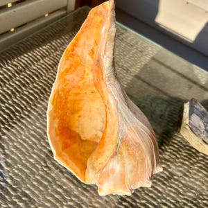 May include: A large, natural conch shell with a smooth, pearlescent exterior. The shell's interior is a vibrant orange, contrasting with the off-white and tan hues of the exterior. The shell is displayed on a textured glass surface.
