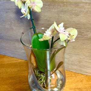 May include: A potted orchid with pale yellow and pink flowers in a clear glass vase. The vase contains water, pebbles, and the plant's roots. The background is a wooden surface.