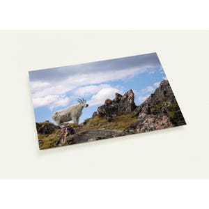 Atemberaubende Bergziege Postkarten - Malerische Bearzahn-Byway - 10er-Pack - Umweltfreundliches und elegantes Design