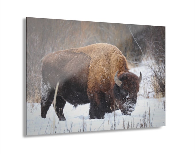 Featured listing image: Snowy Yellowstone Bison Bull