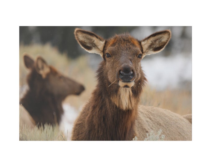 Featured listing image: Cow Elk Portrait on Canvas