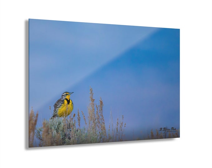 Featured listing image: Meadow Lark Acrylic Print