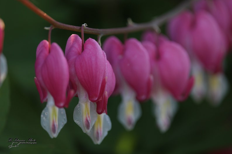 Pacific Bleeding Heart Digital Photo Download Etsy