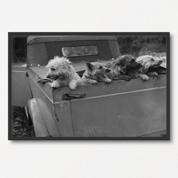 Altes Vintage Schwarz-Weiß-Foto, Hundeliebhaber Geschenk, Haustier Tag Geschenk, Antike Tierkunst, Historische Fotografie