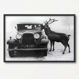Vintage Car and Deer Photograph Print, Old Black and White Photo, Automobile Lover Gift, Historical Photograph, Animal Lover Gift