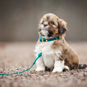 Collars for puppies and small dogs - Velvet image 9
