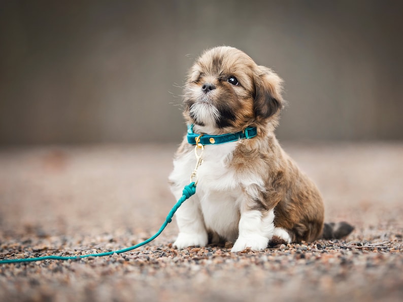 Collars for puppies and small dogs - Velvet image 9