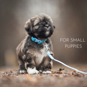 Collars for puppies and small dogs - Velvet image 8