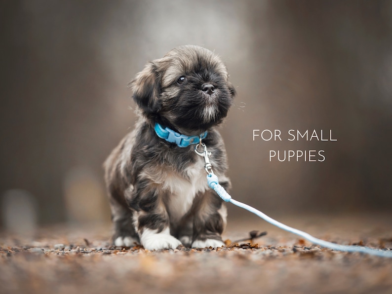 Collars for puppies and small dogs - Velvet image 8