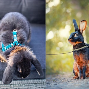Harness for rabbits - Unique model for rabbits image 14
