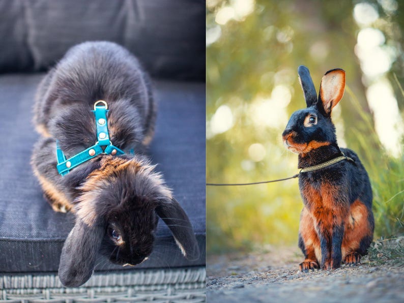 Harness for rabbits - Unique model for rabbits image 14