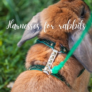 Harness for rabbits - Unique model for rabbits image 12