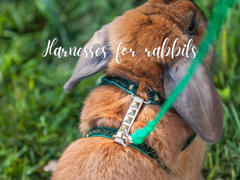 Harness for rabbits - Unique model for rabbits image 12