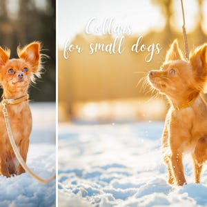 Collars for puppies and small dogs - Velvet image 10