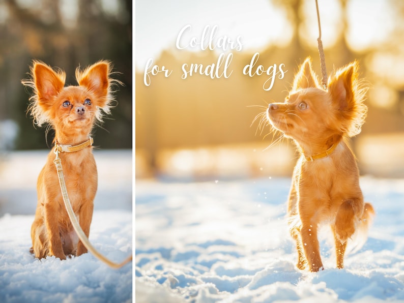 Collars for puppies and small dogs - Velvet image 10