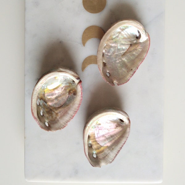 Abalone Muschel, nachhaltig
