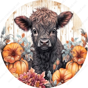 May include: A cute black and brown calf with fluffy hair looks directly at the camera. The calf is surrounded by fall foliage, including pumpkins and flowers in shades of orange, red, and pink.