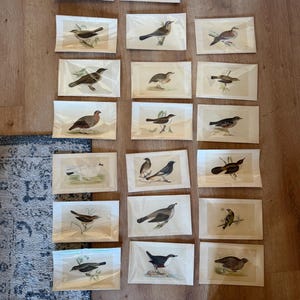 Set of 20 Vintage hand-colored woodblock print Birds 9.5"x 5 5/8"