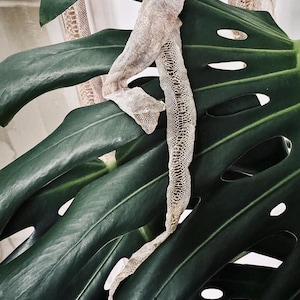 May include: A translucent, shed snake skin with a detailed, repeating scale pattern draped over a large, dark green, perforated monstera leaf. The skin is light beige and grey, showing a delicate, papery texture across its entire length.