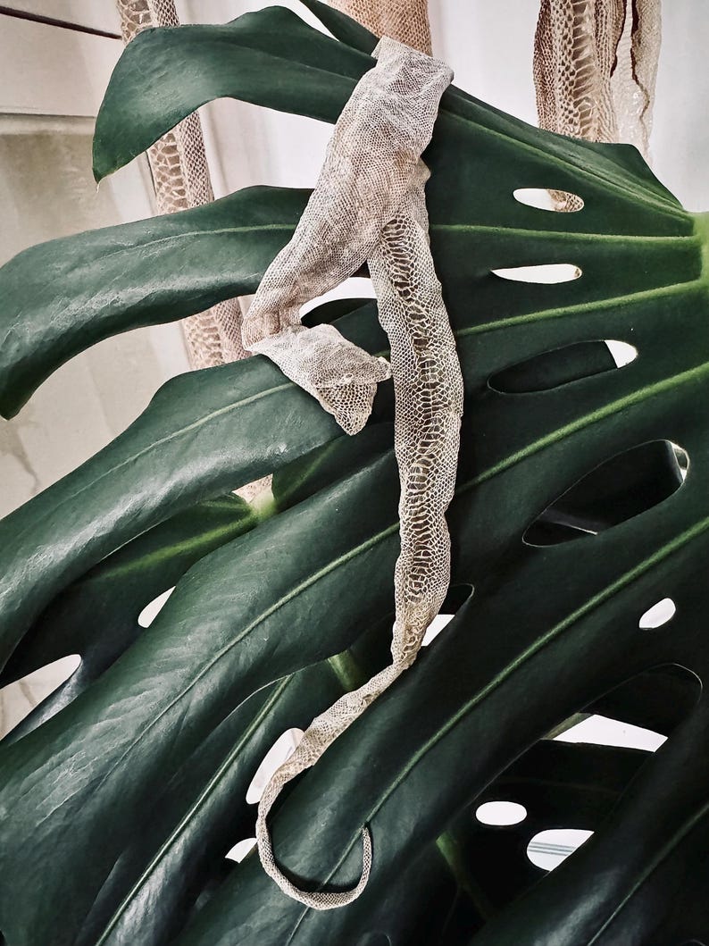 May include: A translucent, shed snake skin with a detailed, repeating scale pattern draped over a large, dark green, perforated monstera leaf. The skin is light beige and grey, showing a delicate, papery texture across its entire length.