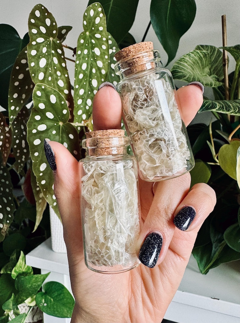 May include: Two small, clear glass vials with cork stoppers, each filled with a textured, off-white, translucent snake shed. The vials are cylindrical in shape and feature a smooth glass surface, showcasing the delicate, layered pattern of the shed.