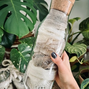 May include: A clear glass bottle with a cork stopper containing coiled, textured snake skin. The skin displays a natural, intricate scale pattern in shades of off-white, beige, and light brown, filling the interior of the cylindrical glass container.