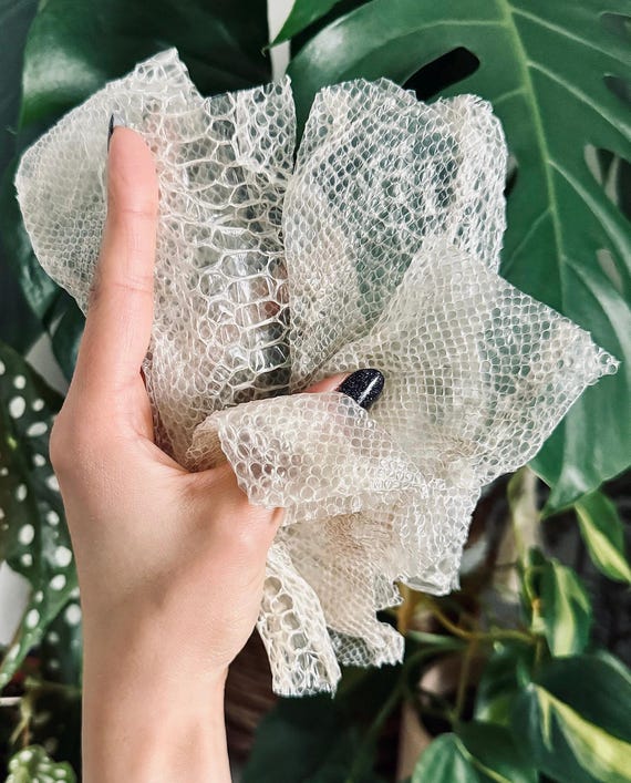 Snake Shed | Natural Snake Skin Pieces for Jewelry Making, Witchcraft, Oddities, Craft Supplies