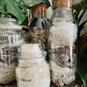 May include: Three clear glass jars of varying shapes and sizes filled with shed snake skin. Two jars feature cork stoppers, while the third has a matching glass lid. The snake skin inside displays a textured, scale-like pattern in shades of white, beige, and dark brown.