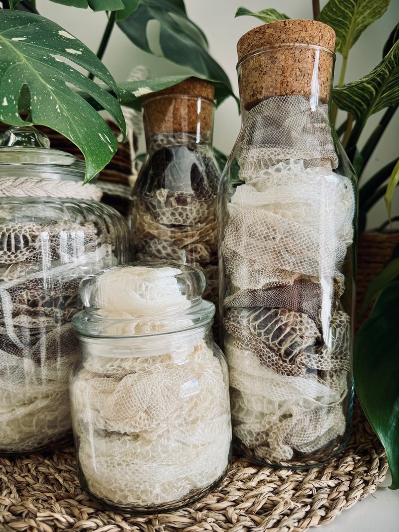 May include: Three clear glass jars of varying shapes and sizes filled with shed snake skin. Two jars feature cork stoppers, while the third has a matching glass lid. The snake skin inside displays a textured, scale-like pattern in shades of white, beige, and dark brown.