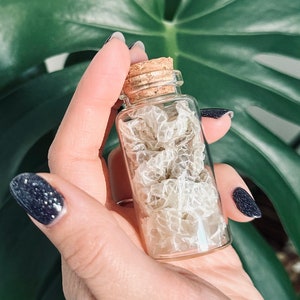 May include: A small, clear glass vial filled with a textured, off-white snake skin shed. The container is sealed with a light brown, cylindrical cork stopper. The glass is transparent, revealing the intricate, overlapping scale pattern inside.
