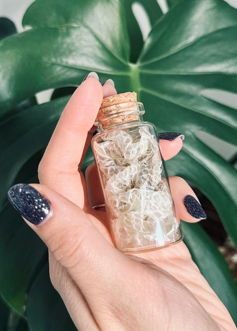 May include: A small, clear glass vial filled with a textured, off-white snake skin shed. The container is sealed with a light brown, cylindrical cork stopper. The glass is transparent, revealing the intricate, overlapping scale pattern inside.