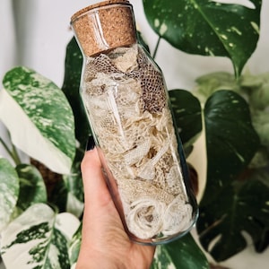 May include: A clear glass bottle with a cork stopper, filled with snake shed. The shed is a mix of tan and cream colors. The bottle is held in front of green and white variegated leaves.