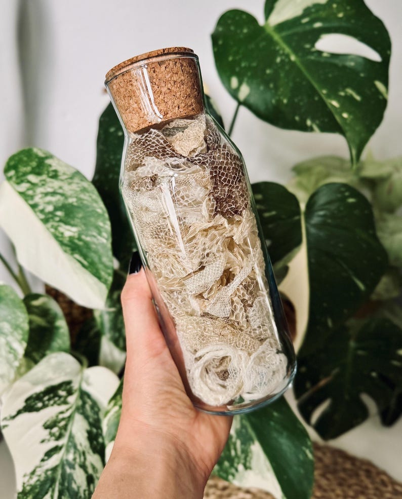 May include: A clear glass bottle with a cork stopper filled with multiple pieces of shed snake skin. The skin fragments vary in color from light beige to dark brown and feature a distinct, textured, scaly pattern throughout the container.