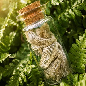 May include: A clear glass bottle with a cork stopper containing a coiled, translucent, textured snake skin. The bottle is cylindrical with a flat base and a narrow neck, showcasing the intricate, scaly pattern of the shed skin inside.