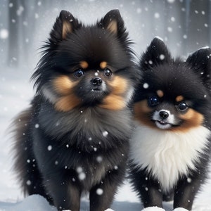 Dog Pomerium Poster
