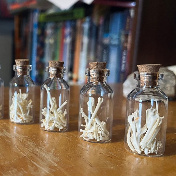 Vial of bones | Assorted Small Animal Bones Picked From Owl Pellets In Cork Topped Vial